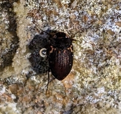 Leconectes striatellus