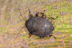 Platycoris rugosus