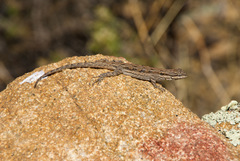 Urosaurus ornatus schottii