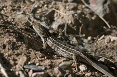 Sceloporus slevini