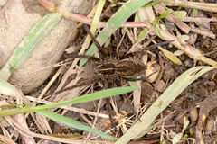 Dolomedes instabilis