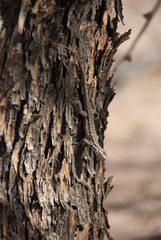 Urosaurus ornatus schottii