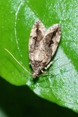Izatha caustopa