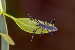 Gelonus tasmanicus