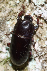 Uloma tenebrionoides