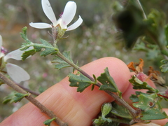 Anisodontea fruticosa