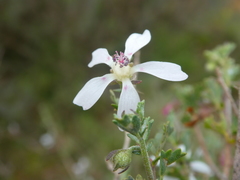Anisodontea fruticosa