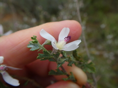 Anisodontea fruticosa