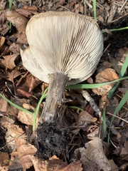 Melanoleuca communis