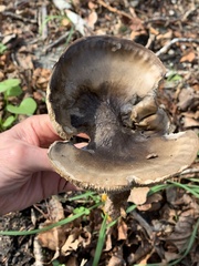Melanoleuca communis