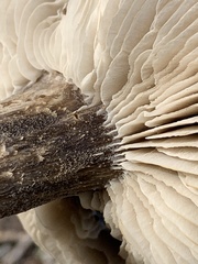Melanoleuca communis