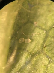 Neoseiulus californicus