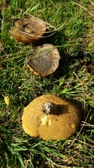 Suillus fuscotomentosus