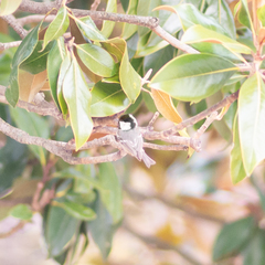 Periparus ater