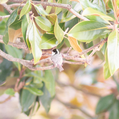 Periparus ater