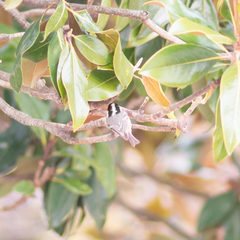 Periparus ater
