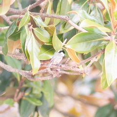 Periparus ater
