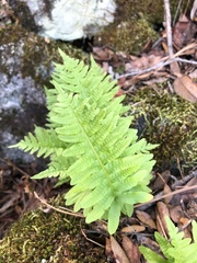 Polypodium calirhiza image