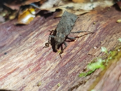 Cuneopterus conicus