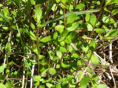 Gonocarpus aggregatus