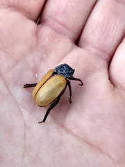 Paracotalpa