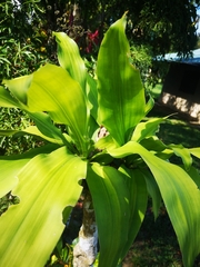 Dracaena fragrans