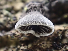 Hohenbuehelia grisea