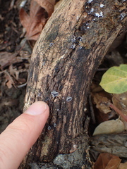 Hohenbuehelia grisea