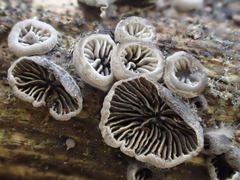 Hohenbuehelia grisea