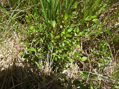 Gonocarpus aggregatus