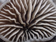 Hohenbuehelia grisea