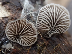 Hohenbuehelia grisea