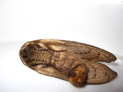 Pachypasa otus