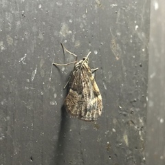 Stamnodes coenonymphata