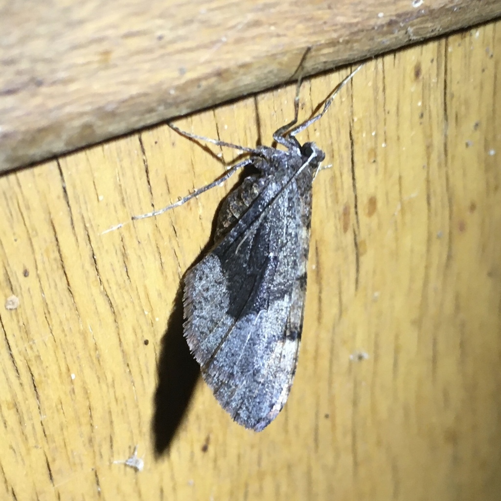 Stamnodes marinata