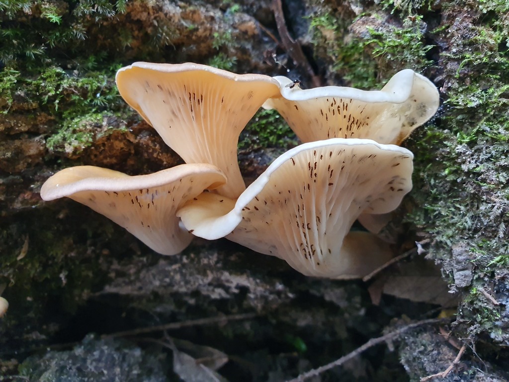 ghost fungus