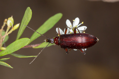 Tanychilus