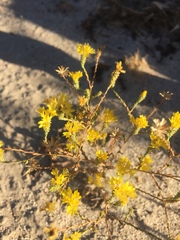 Lessingia glandulifera