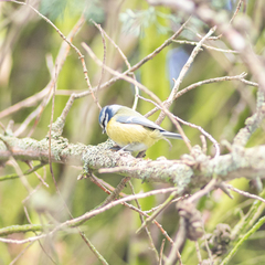 Cyanistes caeruleus