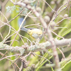 Cyanistes caeruleus