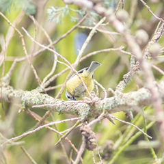 Cyanistes caeruleus