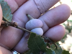 Heteroecus sanctaeclarae