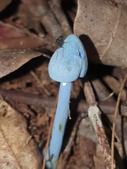 Entoloma virescens
