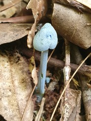 Entoloma virescens
