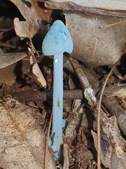 Entoloma virescens