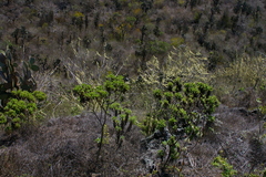 Scalesia affinis