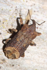 Ectopsis ferrugalis