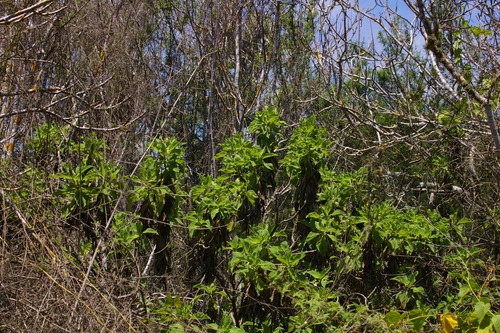 Image of Scalesia affinis by no rights reserved