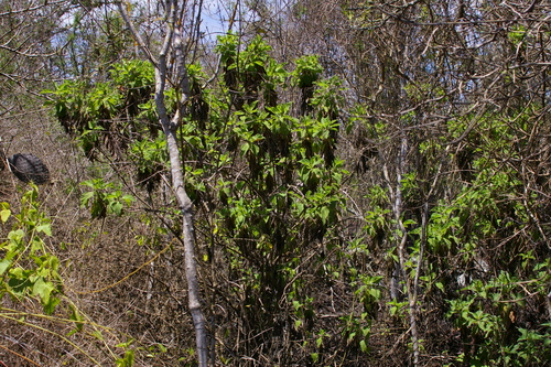 Image of Scalesia affinis by no rights reserved