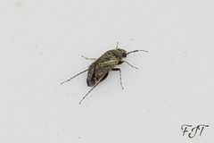 Heteroptera